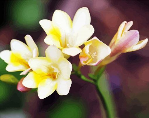 White Freesia paint by numbers