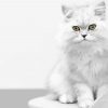 White Persian Kitten paint by numbers