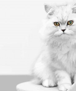 White Persian Kitten paint by numbers