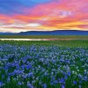 Wild Blue Iris Field paint by numbers