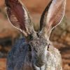 Adorable Big Eared Bunny paint by numbers