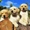 Adorable Labrador Dog paint by numbers