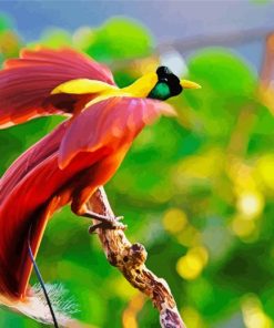 Adorable Paradise Bird paint by numbers