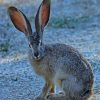 Big Eared Bunny Animal paint by numbers