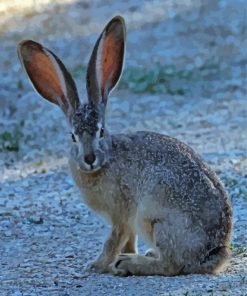 Big Eared Bunny Animal paint by numbers