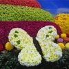 Flower Show paint by numbers