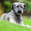 Irish Wolfhound Puppy paint by numbers