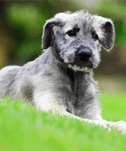 Irish Wolfhound Puppy paint by numbers