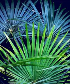 Palm Frond paint by numbers