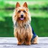 Australian Terrier paint by numbers