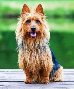 Australian Terrier paint by numbers