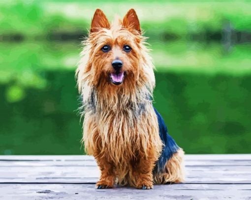 Australian Terrier paint by numbers
