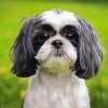 Black And White Shih Tzu Puppy paint by numbers