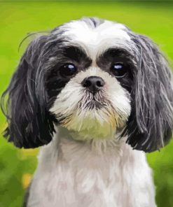 Black And White Shih Tzu Puppy paint by numbers