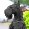 Black Giant Schnauzer paint by numbers