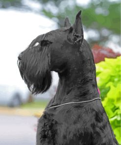 Black Giant Schnauzer paint by numbers