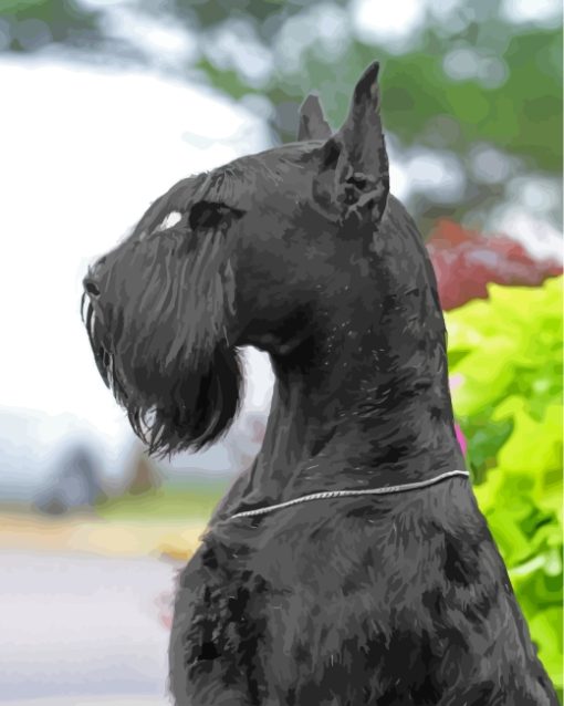 Black Giant Schnauzer paint by numbers