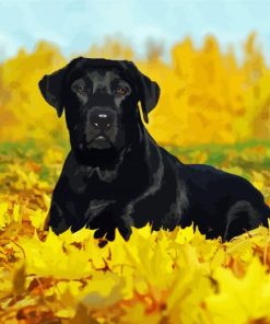 Black Labrador Dog paint by numbers