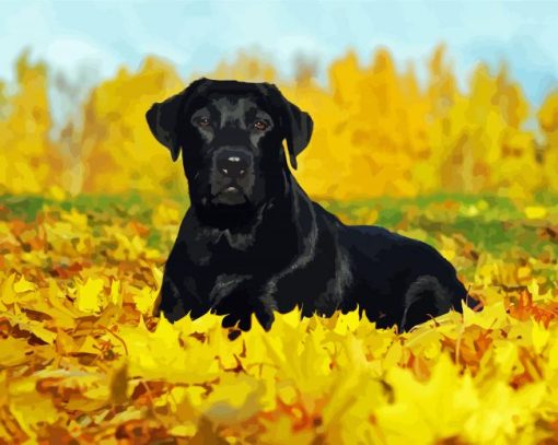 Black Labrador Dog paint by numbers