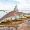 Blacktip Shark On Beach Paint by numbers