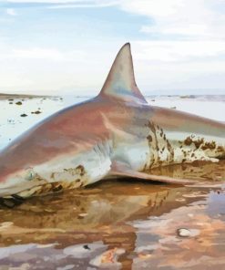 Blacktip Shark On Beach Paint by numbers