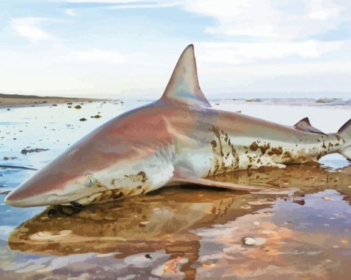 Blacktip Shark On Beach Paint by numbers