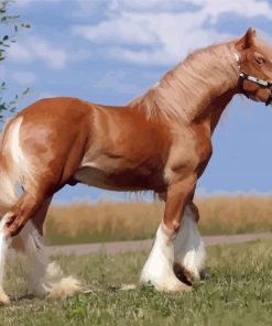 Blonde Shire Horse paint by number