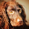 Boykin Spaniel Dog paint by numbers