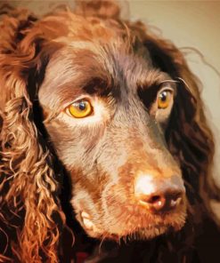 Boykin Spaniel Dog paint by numbers