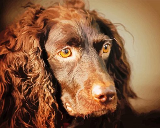 Boykin Spaniel Dog paint by numbers