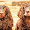 Boykin Spaniel paint by numbers