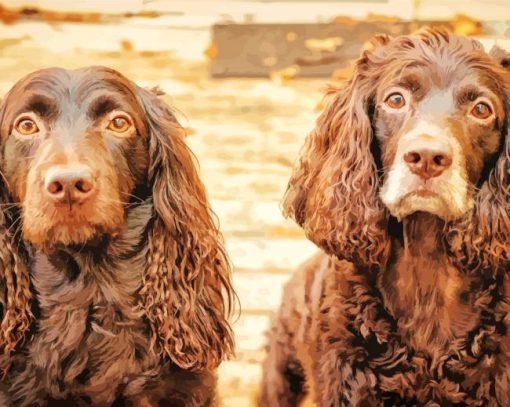 Boykin Spaniel paint by numbers