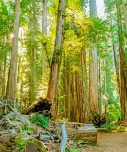 California Redwood Forests paint by numbers