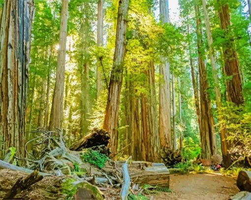 California Redwood Forests paint by numbers