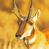 Close Up Pronghorn paint by number