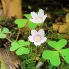 Clover Plants paint by numbers