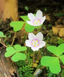 Clover Plants paint by numbers