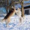 Cute Borzoi Dogs In Snow paint by numbers