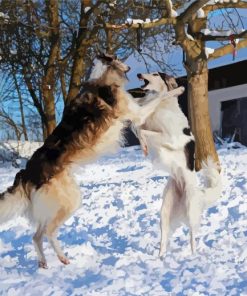 Cute Borzoi Dogs In Snow paint by numbers