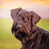 Cute Giant Schnauzer paint by numbers