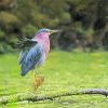 Cute Green Heron paint by numbers