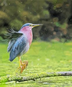 Cute Green Heron paint by numbers