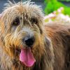 Cute Irish Wolfhound paint by numbers