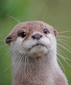 Cute Otter Head paint by numbers