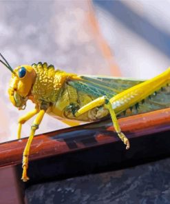 Desert Locust Insect paint by numbers