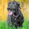 Giant Schnauzer Dog paint by numbers