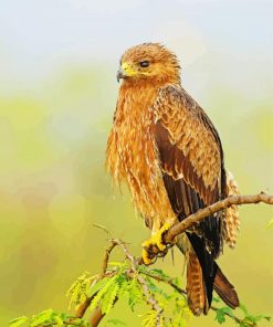 Indian Spotted Eagle Bird paint by numbers