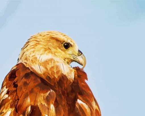 Indian Spotted Eagle Bird Side paint by numbers