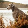 Irish Wolfhound Puppy paint by numbers