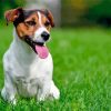 Jack Russell Terrier Dog paint by numbers